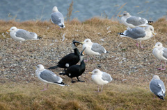 仲良しカワウさん