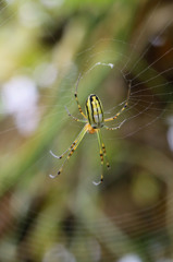 綺麗なクモさん