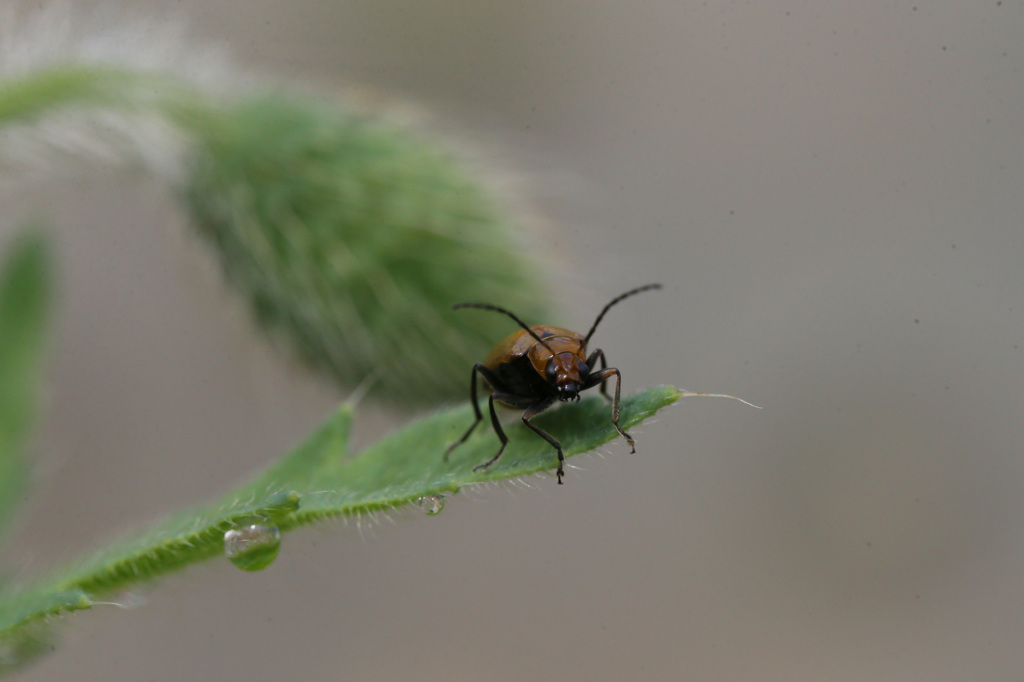 後ろのつぼみ気になりません？