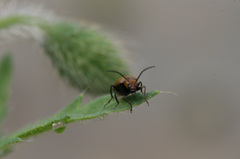 後ろのつぼみ気になりません？