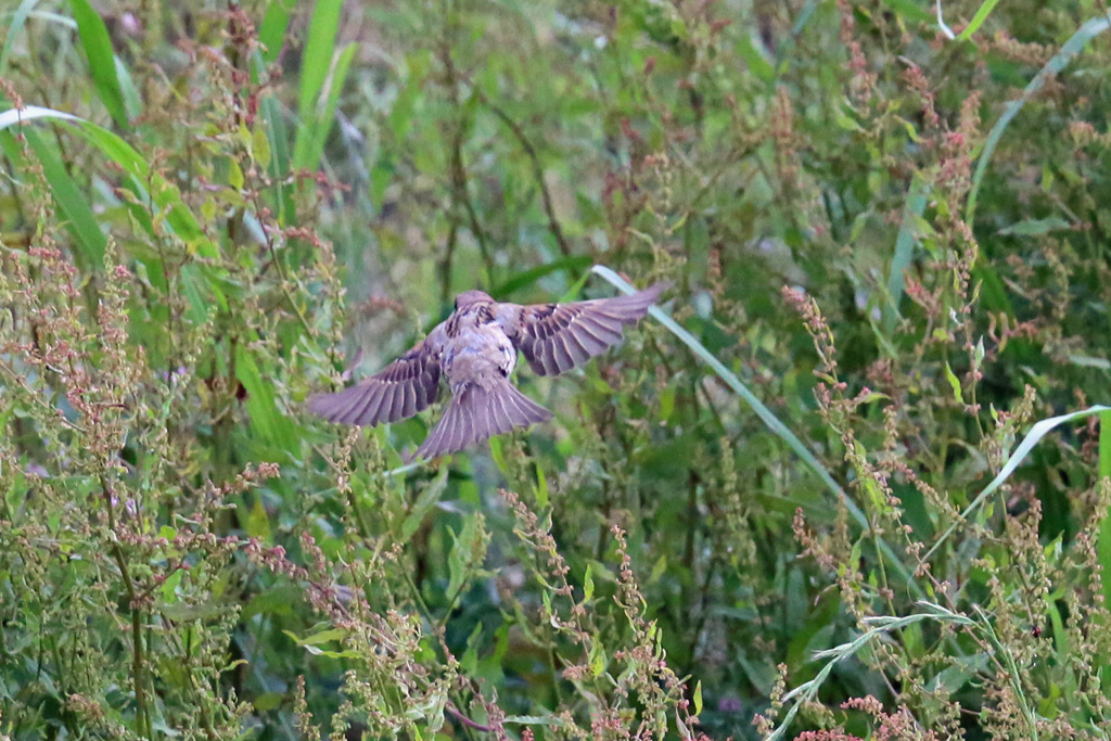 飛び出し後ろから-1