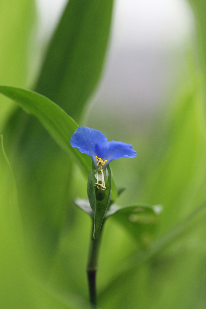 ひっそりと咲く