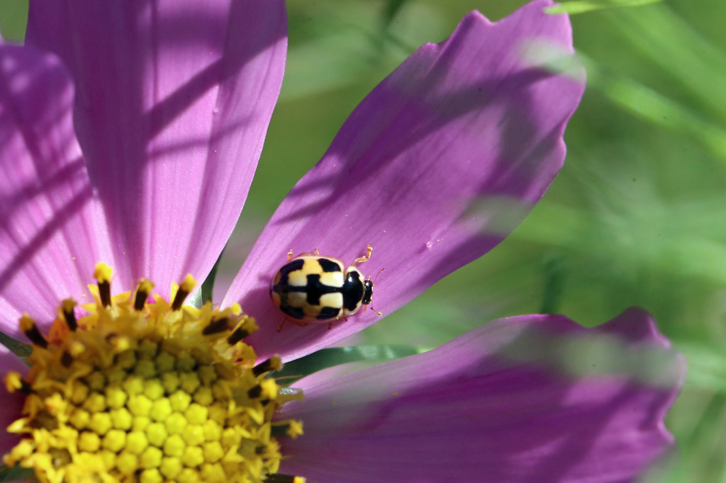 黄色のテントウムシ