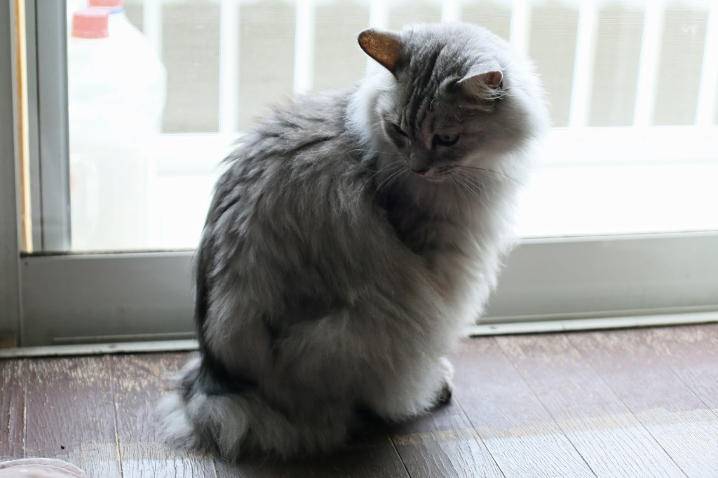 見返り美にゃん