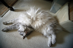 いつもよりよけいにひねってます