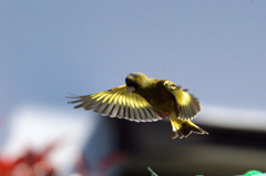 カワラヒワ連射-1