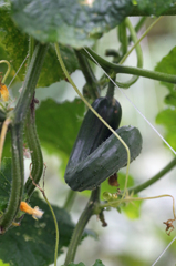 ひねくれ胡瓜美味しいよ