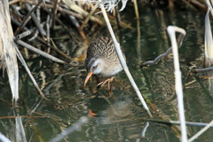 クイナ定番写真