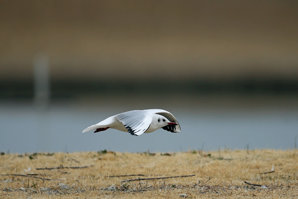 ユリカモメ低空飛行