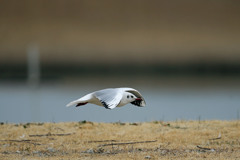 ユリカモメ低空飛行