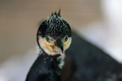 やっぱりちょんまげ