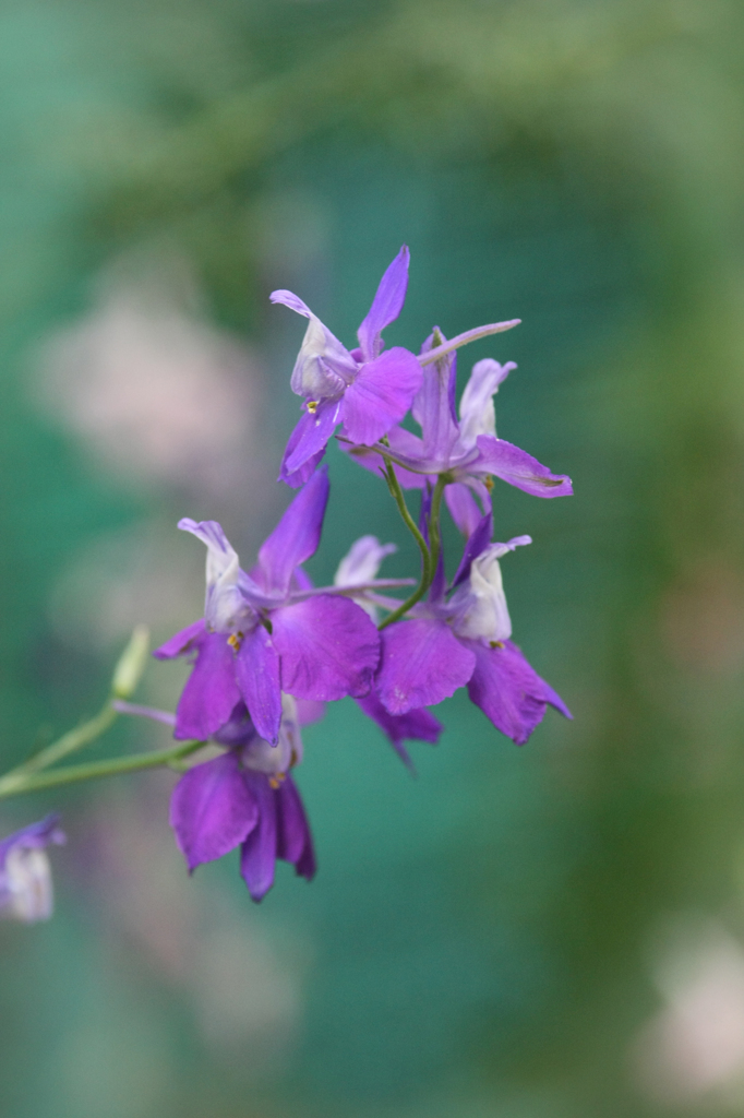 一生懸命咲きました