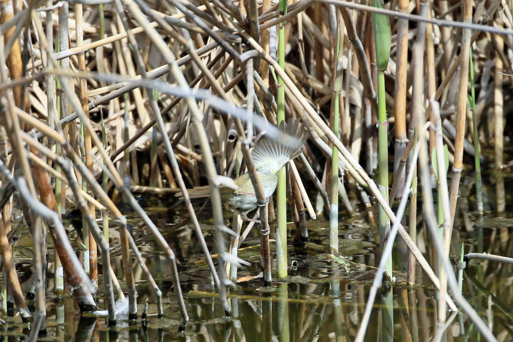 ウグイスはどこでしょう-2