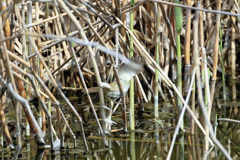 ウグイスはどこでしょう-2