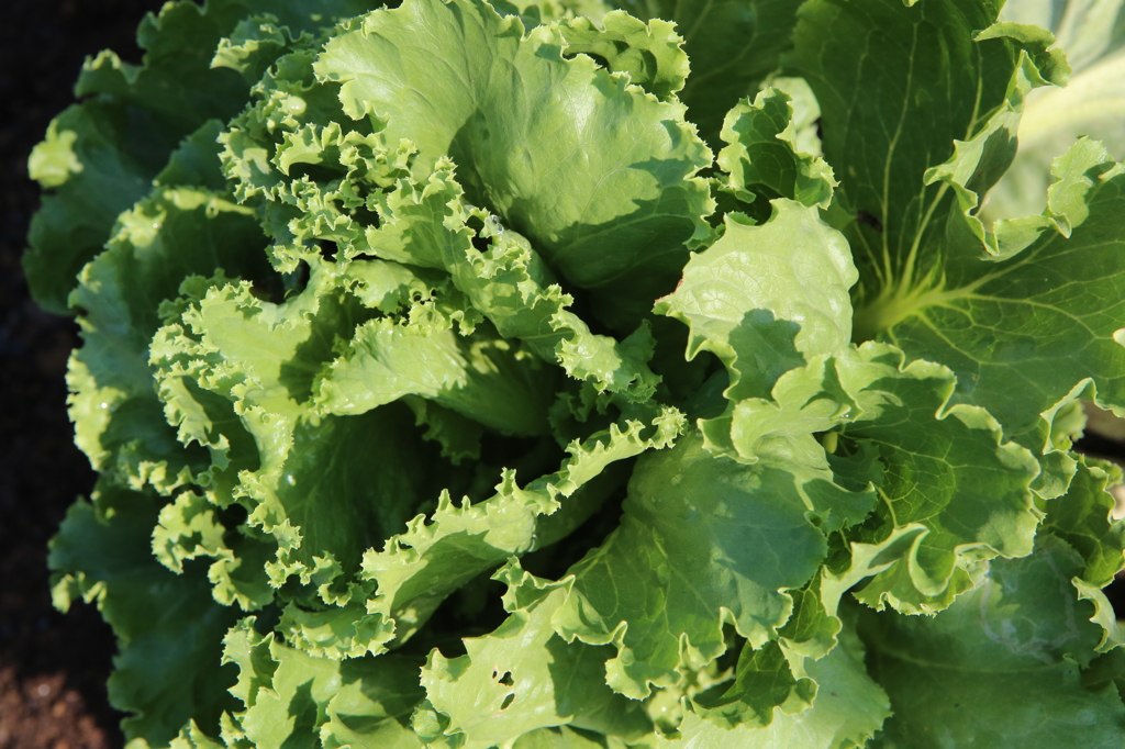 今日食べようかな