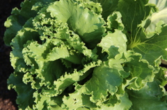 今日食べようかな