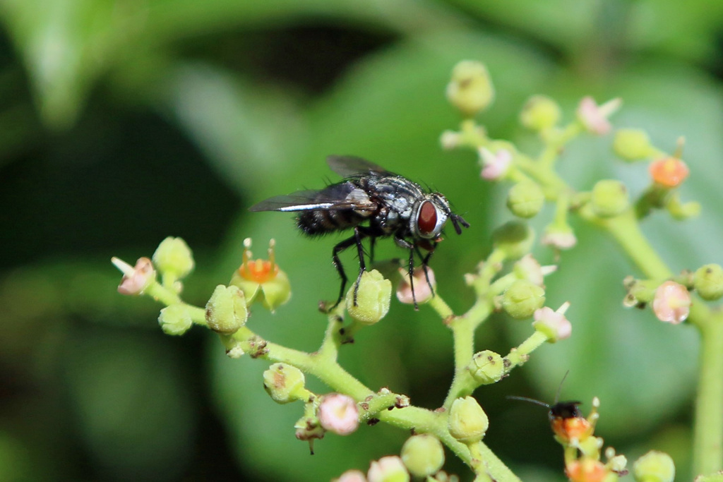 お花のステージ