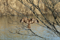 ノスリさんコマ送り-4