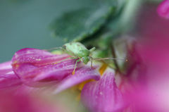 マエボケきれい