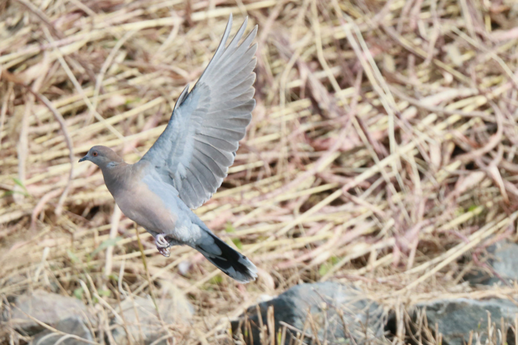 キジバト飛ぶ