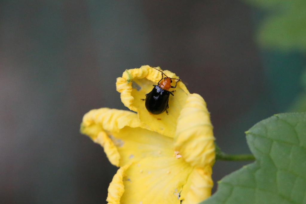 ゴウヤとウリハムシ