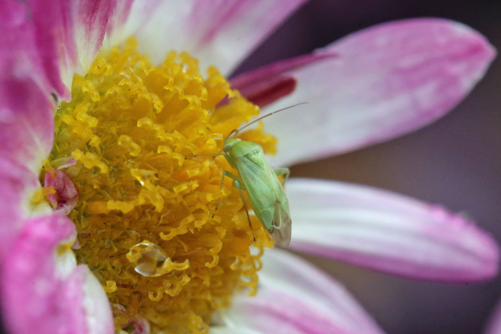 今日も来てくれた