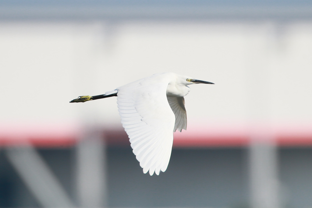 コサギシリーズ-1