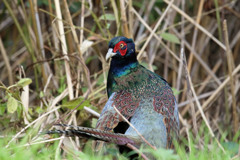 キジのポートレート