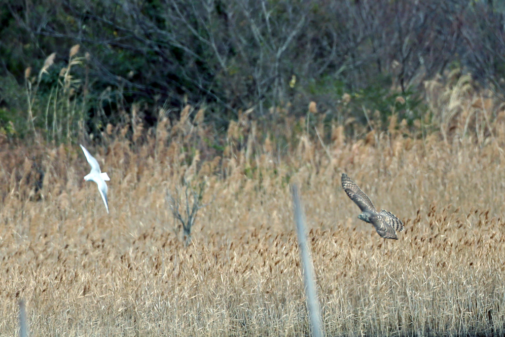 ユリカモメ逃げる