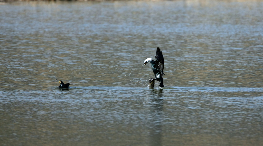 僕がとまるけん-5