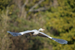 アオサギセーフ