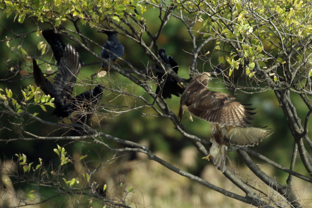 カラスの包囲網-3