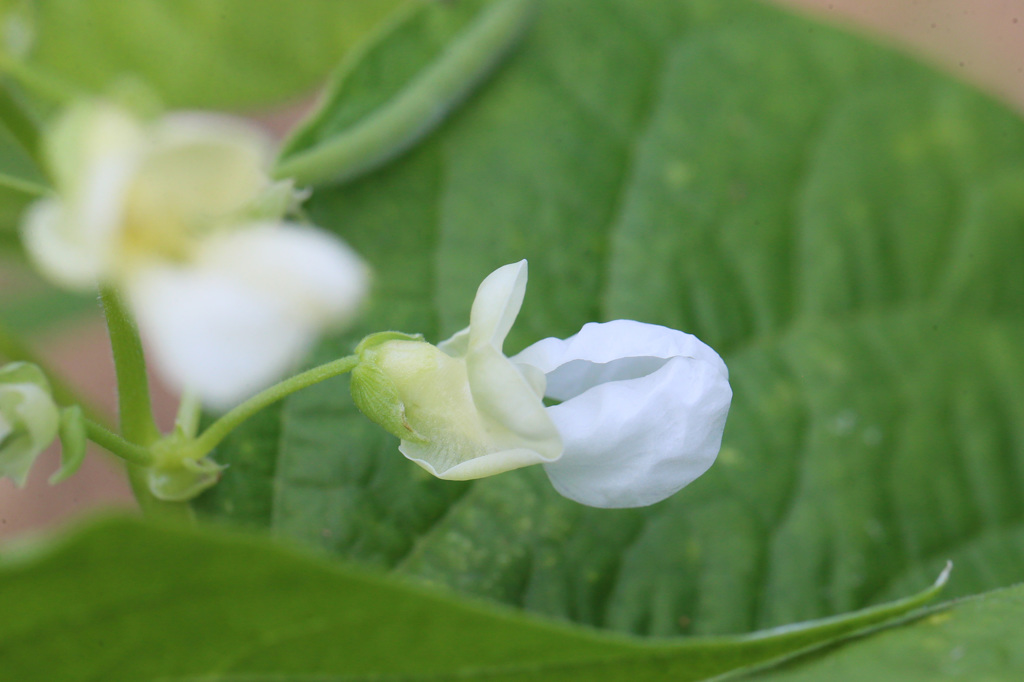 つるなしインゲンです