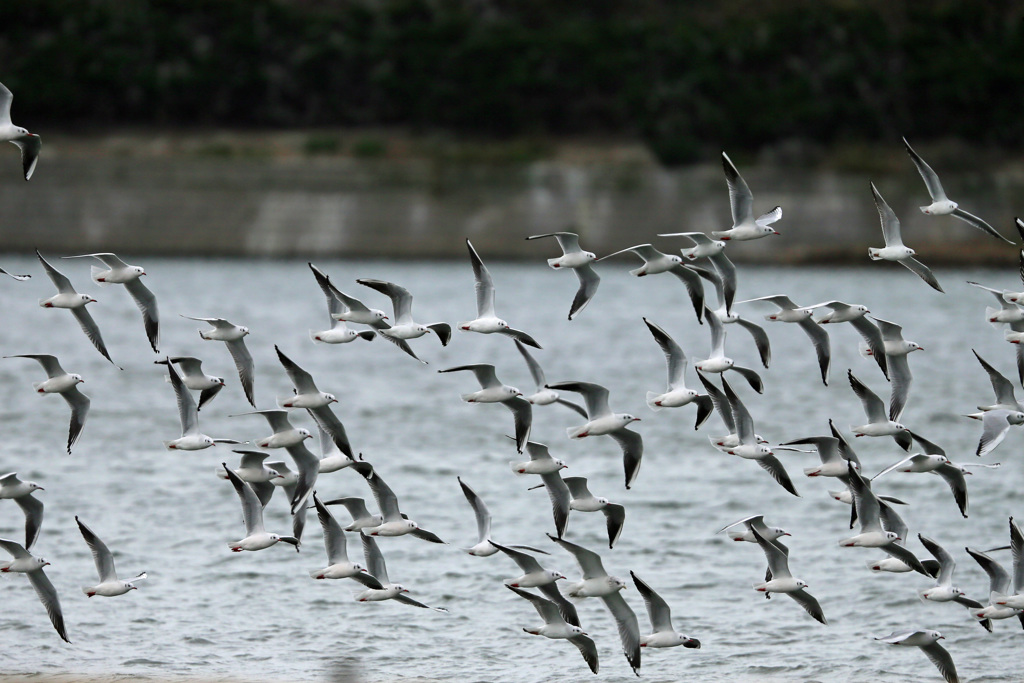 水面いっぱいにユリカモメ