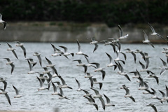 水面いっぱいにユリカモメ