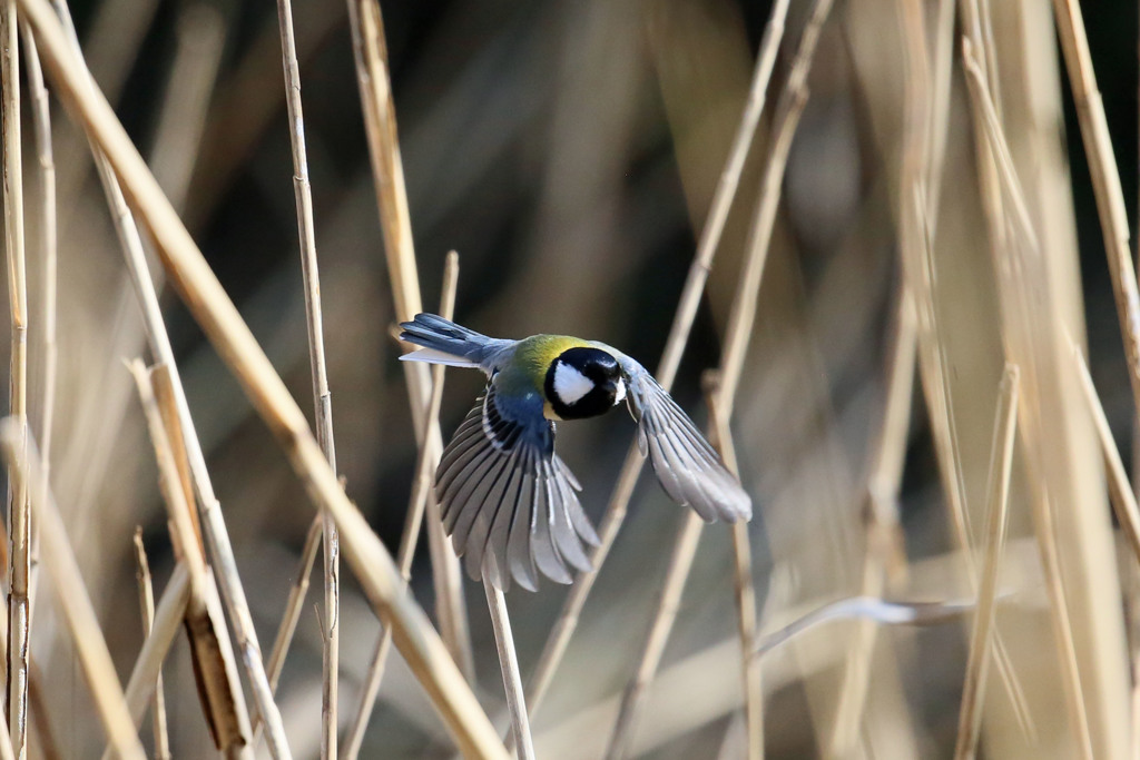 シジュウカラ飛び出し