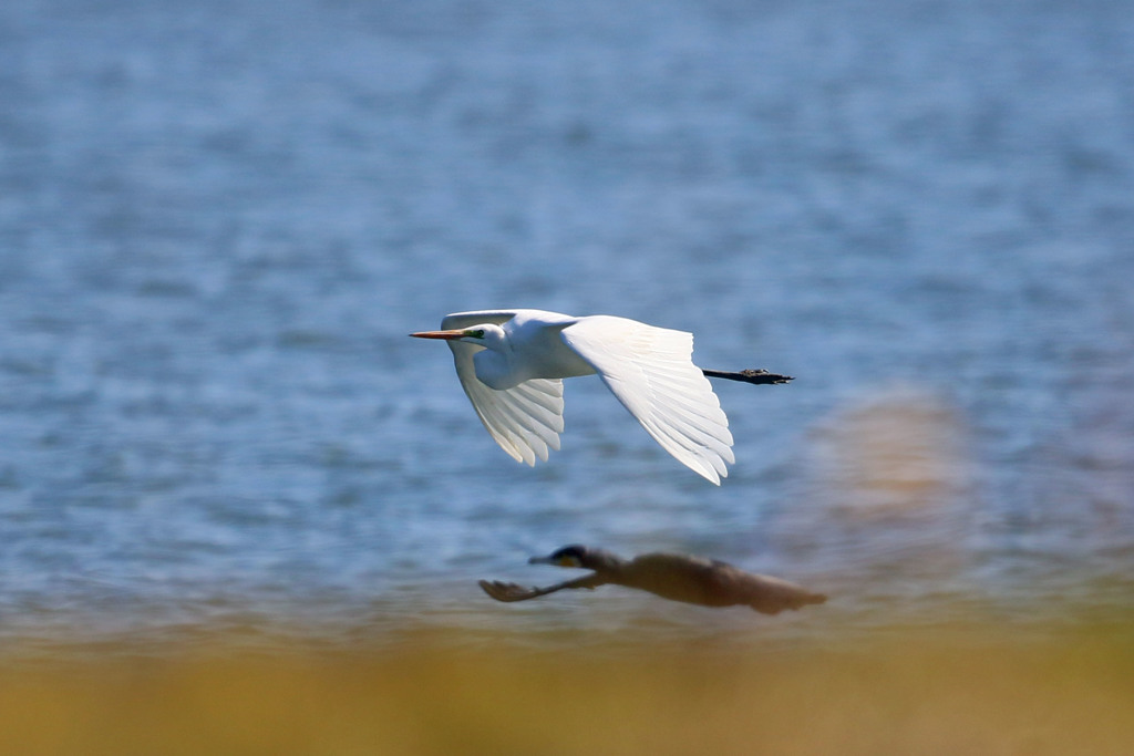影じゃないよカワウだよ