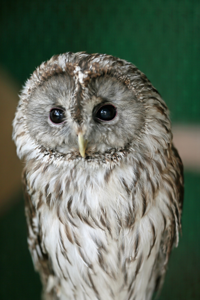 ふくろうさんポートレート