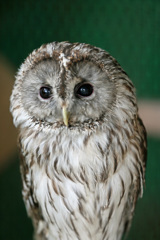 ふくろうさんポートレート