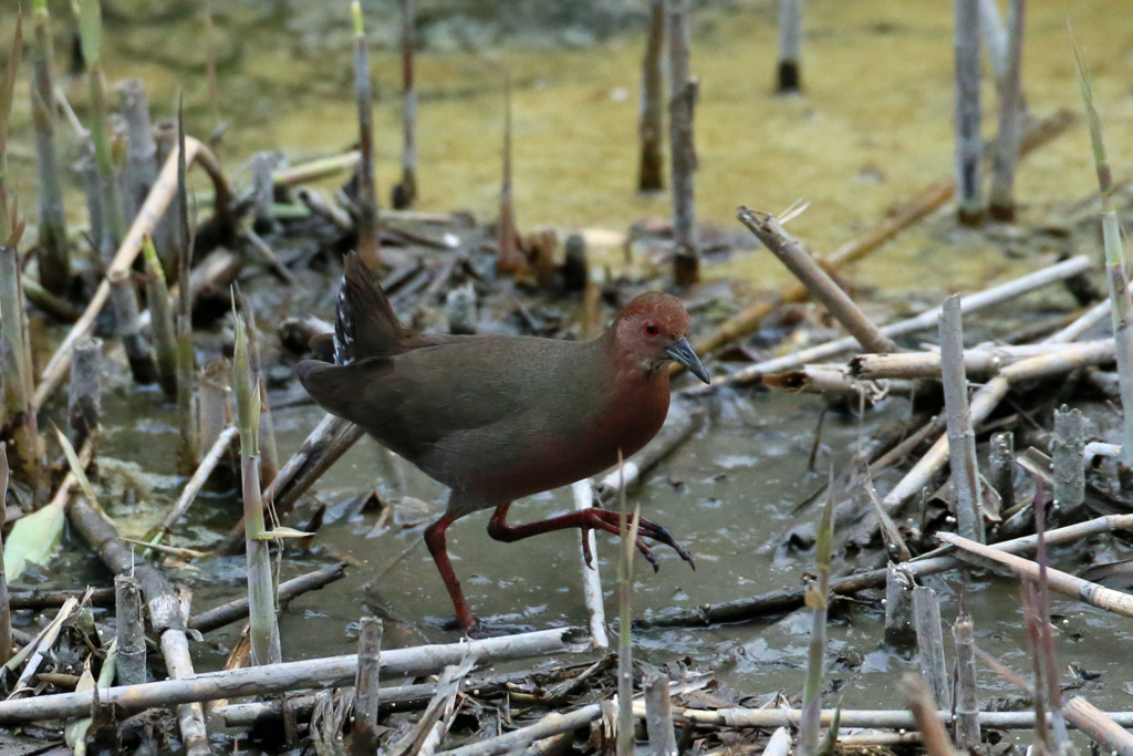ヒクイナ君その4