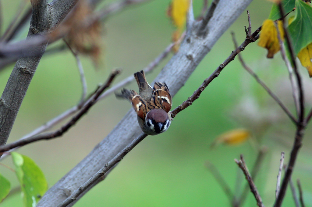 スズメに秋が来た