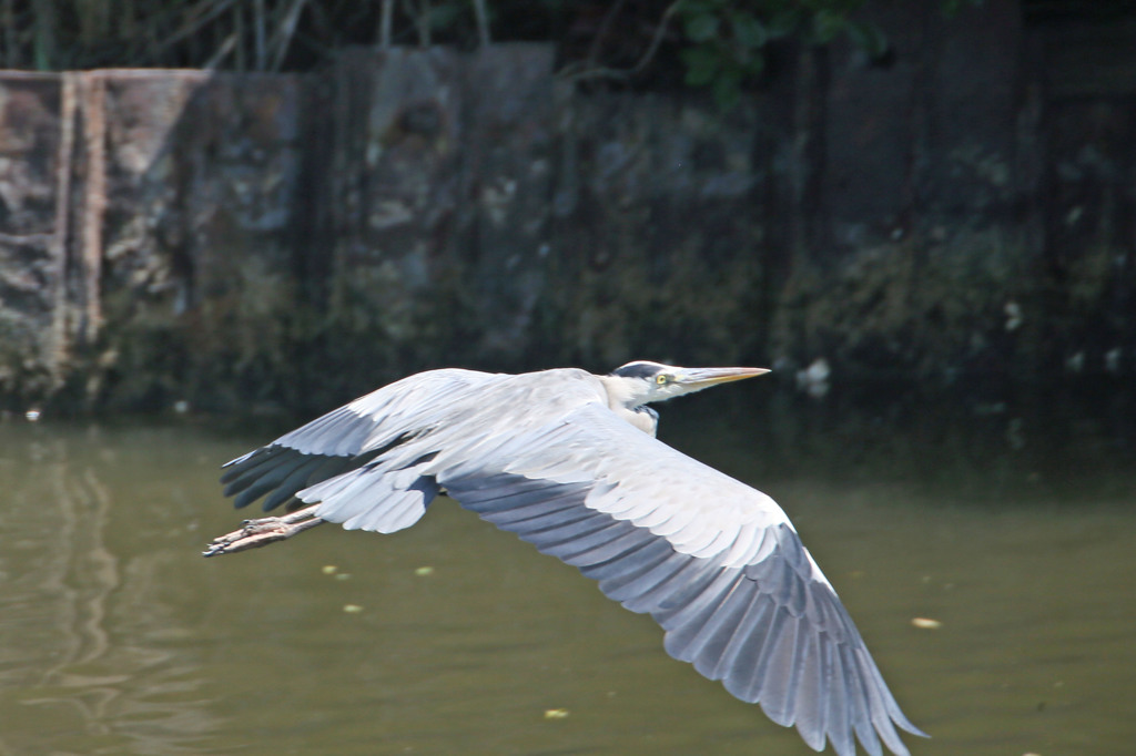 翼広げると大きいな