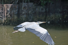 翼広げると大きいな