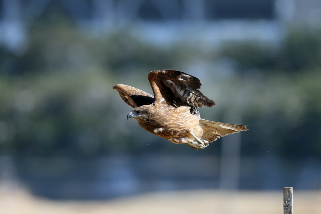 トビの飛び出しその5