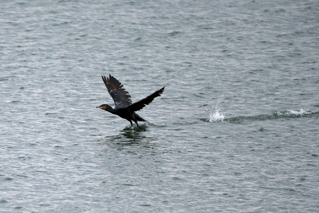 今から飛びます