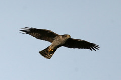 ハイタカさん目が怖い