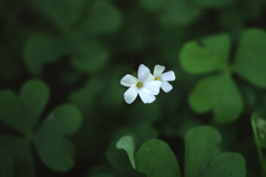 にりん草だと思います