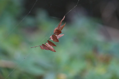 落ちない枯れ葉