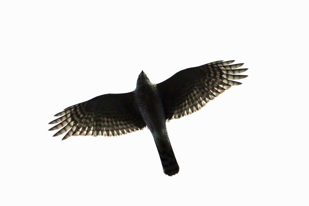 オオタカ成鳥シルエット