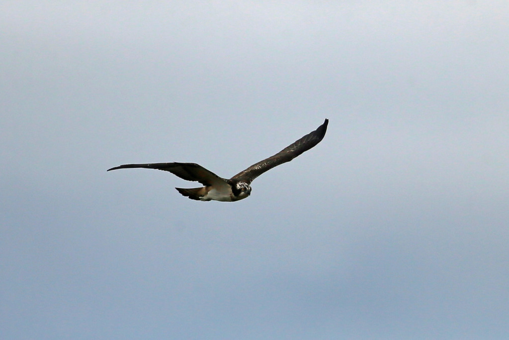 ミサゴがセーフ